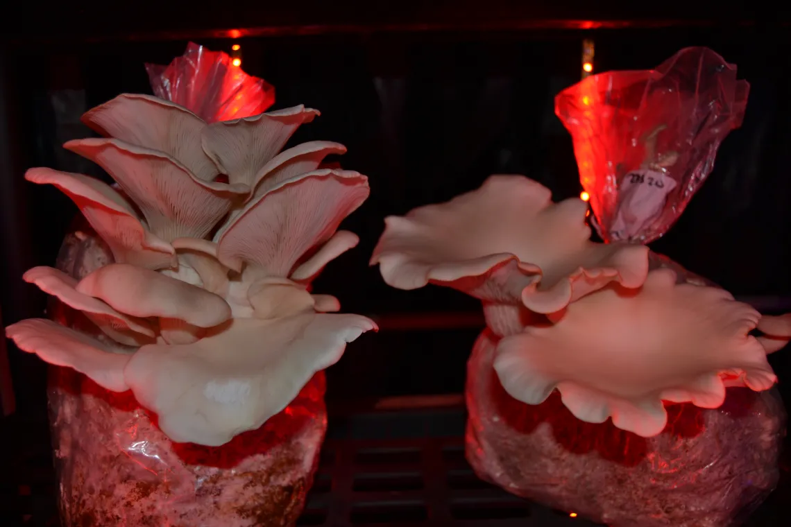 Mushrooms