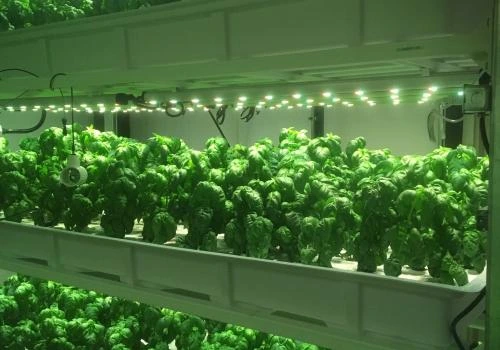 Vertical Farm